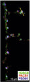 DIV18 neurons prepared from WT C57BL/6 mice were processed for confocal imaging to detect endogenous HDAC6 (green), PACS1 (red), and PSD95 (Cat. 75-028, 1:250; blue), and the fluorescent signal from the indicated spine (yellow line) was measured (Nikon Elements). Image from publication CC-BY-4.0.