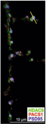 DIV18 neurons prepared from WT C57BL/6 mice were processed for confocal imaging to detect endogenous HDAC6 (green), PACS1 (red), and PSD95 (cat. 75-028, 1:250; blue), and the fluorescent signal from the indicated spine (yellow line) was measured (Nikon Elements). Image from publication CC-BY-4.0. PMID:37848409