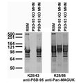 Immunoblot against adult rat brain membranes (RBM) and adult mouse hippocampal membranes (MHM) from PSD-95 and -93 knockout (KO) mice probed with K28/43 (left) or K28/86 (right) TC supe. Mouse samples courtesy of Richard Huganir (Johns Hopkins University, Howard Hughes Medical Institute).