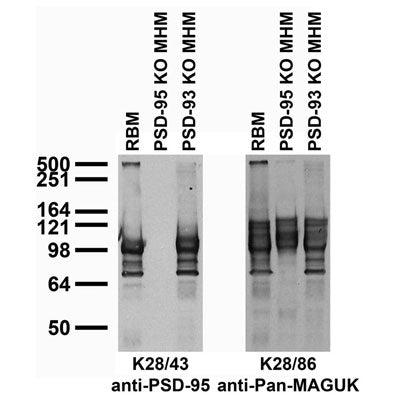 Immunoblot against adult rat brain membranes (RBM) and adult mouse hippocampal membranes (MHM) from PSD-95 and -93 knockout (KO) mice probed with K28/43 (left) or K28/86 (right) TC supe. Mouse samples courtesy of Richard Huganir (Johns Hopkins University, Howard Hughes Medical Institute).