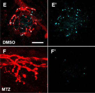 Fluorescence images showing sensory nerve endings with postsynaptic MAGUK+ (Cat No 75-029,1:200) puncta in Ins:epNTR-mCherry expressing Tg (tubb2b:dsred) zebrafish larvae treated with DMSO (E,E’) and MTZ (F,F’) at 9 dpf. Image from publication. PMID: 39381501