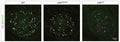 Ribbon synapses in WT zebrafish larvae as well as nsfaI209N/st53 mutants, and nsfast53 mutants. A pan-MAGUK antibody (Cat. 75-029, 1:500; green) was used to label the postsynaptic density of afferent terminals, and ribbons were visualized with anti-Ribeye b antibody