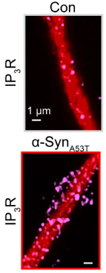 Representative confocal images of control and α-SynA53T -transfected mouse neurons with MAP2-labeled dendrites (red) stained for IP3R1 (75-035; magenta). Image from publication CC-BY-4.0. PMID:37838947