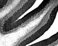Adult rat cerebellar immunohistochemistry.
