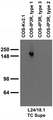 Extracts of COS-1 cells transfected with plasmids for Kv2.1 and type 1, 2 and 3 IP3 receptors and probed with L24/18 TC supe.