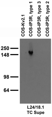Extracts of COS-1 cells transfected with plasmids for Kv2.1 and type 1, 2 and 3 IP3 receptors and probed with L24/18 TC supe.