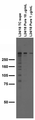Adult rat brain membrane immunoblot.
