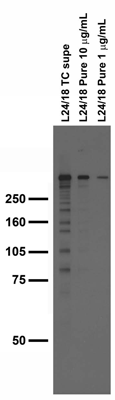 Adult rat brain membrane immunoblot.