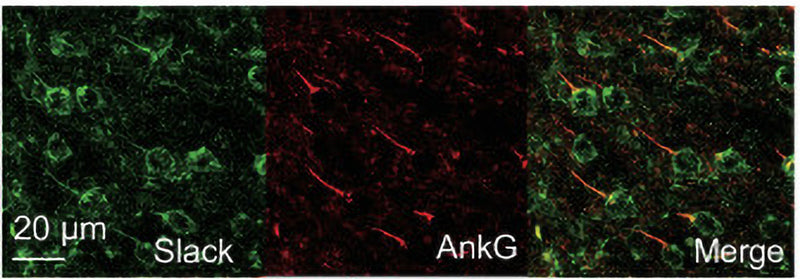 Confocal microscopy images obtained from coronal brain slices of c57Bl/6 mice with immunofluorescent labeling of Slack (cat no 75-051, green, 1:100) and Ank G (red) in neocortex layer 5. Image from publication, CC-BY-4.0. PMID: 38289338.