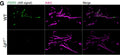 Surface representation of PSD93 labelling at the AIS of CA3 pyramidal neurons in WT (top panels) and Lgi1−/− (bottom panels) mouse hippocampi. Magenta: AnkG, Green: PSD93 (Cat. 75-057). Image from publication CC-BY-4.0. PMID:38663634