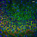 Immunolabeling of postnatal 14 mouse CA3 specifically labeling PSD93 (Cat. 75-057, 1:400, green) and Ankyrin G(red). DNA labeled with DAPI. Mice were transcardially perfused with ice-cold 4% paraformaldehyde in PBS, then