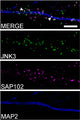 Coimmunofluorescence of endogenous JNK3 (green, Alexa488) with SAP102 (Cat. 75-058; magenta, Alexa568) in MAP2-positive dendrites (blue, Alexa405) of primary rat hippocampal neurons (DIV22), analyzed by confocal microscopy. Image from publication