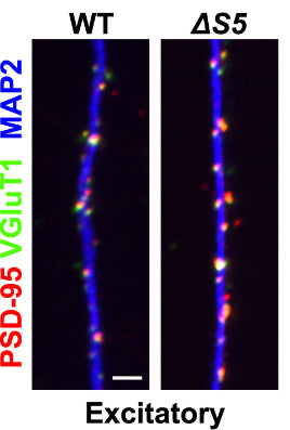 Representative immunostaining of hippocampal neurons cultured from Nrxn1ΔS5 mice showing specific labelling of PSD95 (red), VGlut1 (cat. 75-066; yellow), and MAP2 (blue). Image from publication CC-BY-4.0. PMID:37384525