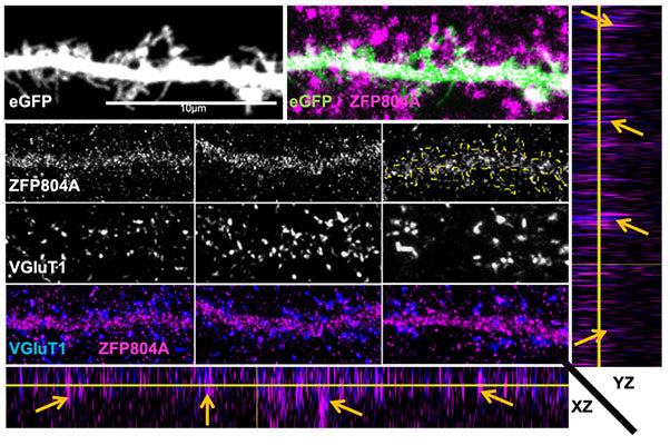 Representative confocal image of a section of dendrite from DIV20 cortical neuron expressing eGFP and colabeled for ZFP804A and VGluT1(Cat no 75-066, 1:200, blue). Colocalisation could be observed and confirmed by conducting orthogonal view analysis with VGLUT1, whereby the 2D ICC could be viewed and superimposed in 3D by producing an X,Y, Z plane. Scale bar = 10um.  Image from publication, CC-BY-4.0. PMID: 38279611.