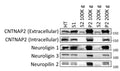 Western blots of tissue fractionation of mouse cortex demonstrate the presence of smaller shed ectodomains of CNTNAP2 (intracellular),CNTNAP2 (extracellular) (Cat. 75-075), Neuroligin 1 and 3, and Neuropilin 2 in S2 fractions. Image from publication CC-BY-4.0. PMID:38962061