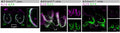 Adult mouse utricle sections. KV7.4 antibody (Cat. 75-082, 1:200, green) labeled calyces on two KV1.8-positive type I HCs (A.1), four KV1.8-positive type I HCs (A.2), and two KV1.8-negative