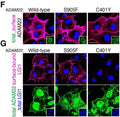 Cell-surface-expressed ADAM22 (F, magenta) and cell-surface-bound LGI1 (G, magenta) were live-labelled. After fixation and permeabilization, ADAM22 (total) was stained (Cat. 75-083; green), with nuclear DNA (blue, F and upper panel in G). ADAM22 S905F is on the cell surface binds to