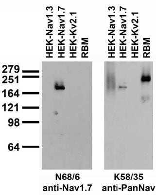 Adult rat brain membrane (RBM) and transfected cell immunoblot: extracts of RBM and HEK-293 cells stably expressing Nav1.3, and Nav1.7 and transiently expressing Kv2.1 probed with N68/6 (left) or K58/35 (right) TC supe.