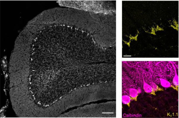 Low magnification image of mouse cerebellar cortex folium section showing KV1.1 (cat. 75-105, 1:1000) immunofluorescence . Right. High magnification confocal image showing concentrated KV1.1 immunofluorescence (green) localized at the interface of Purkinje and granule cell layers. Right lower. Same image showing co-immunofluorescence labelling for the Purkinje cell marker calbindin (magenta). Image from publication CC-BY-4.0. PMID: 37408217