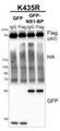Western blot using HEK293T cells lysates expressing EGFP or EGFP-NS1-BP and Flag-p62 K435R(m) treated with sodium arsenite (0.5 mM, 1 h) labeled with anti-Flag (or IgG), anti-GFP (Cat. 75-131, 1:10,000), and anti-HA antibodies. Image from publication, CC-BY-4.0, PMID: 39738171)