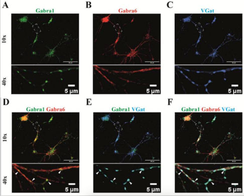 The distribution of both α1 (cat. 75-136, 1:1000; green) and α6 (red) subunits was investigated on the cerebellar granule cells. Both subunits were each co-stained with the inhibitory GABAergic presynaptic neuronal marker protein vGAT (blue).  α6 immunoactivity was present along the neurite and α1 was predominately present in synapses opposing the pre-synaptic vGAT (E), where α6 also often co-localized (indicated by arrow heads, D,F). Image from publication CC-BY-4.0. PMID:37108794