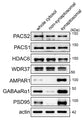 Western blot of synaptosomal fractions isolated from WT C57BL/6 forebrains showing labeling of PACS2, PACS1, HDAC6, WDR37, AMPAR1, GABAaRα1 (Cat. 75-136, 1:1000), PSD95, and actin. Image from publication CC-BY-4.0. PMID:37848409