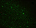 Immunohistochemistry (IHC) staining of Rhesus macaque brain for astrocyte marker Aldh1L1 using Anti-Aldh1L1 Antibody 75-140 (clone N103/39, 1:3000). Tissue was perfusion fixed with 4% paraformaldehyde and 0.1% glutaraldehyde, then drop-fixed in 4% paraformaldehyde for 24 h. Sections were cut in 60 μm thick coronal sections using a vibrating microtome. Image courtesy of Adriana Galvan (Emory University). Additional experimental details can be found at: pubmed.ncbi.nlm.nih.gov/35202614.