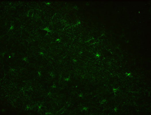 Immunohistochemistry (IHC) staining of Rhesus macaque brain for astrocyte marker Aldh1L1 using Anti-Aldh1L1 Antibody 75-140 (clone N103/39, 1:3000). Tissue was perfusion fixed with 4% paraformaldehyde and 0.1% glutaraldehyde, then drop-fixed in 4% paraformaldehyde for 24 h. Sections were cut in 60 μm thick coronal sections using a vibrating microtome. Image courtesy of Adriana Galvan (Emory University). Additional experimental details can be found at: pubmed.ncbi.nlm.nih.gov/35202614.