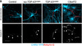 Reconstructions of the AIS (red) pooled from 3 independent experiments in 2 week wild-type (n = 27), iso-TDP-43G298S (n = 31), TDP-43G298S (n = 32), and C9orf72-3 (n = 21) MNs based on AnkG (Cat. 75-146; red) immunofluorescence staining. Counterstained against CHR2-YFP (cyan). White arrows indicate start and end positionsImage from publication CC-BY-4.0. PMID: