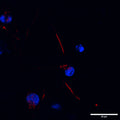 Staining of axon initial segment (AIS) showing specific labeling of AnkyrinG (Cat. 75-146, 1:250; red) in human iPSC-derived WT neuron. Nuclei stained with DAPI (blue). Image kindly provided by Yufei Liu, University of