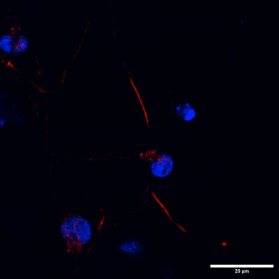 Staining of axon initial segment (AIS) showing specific labeling of AnkyrinG (cat. 75-146, 1:250; red) in human iPSC-derived WT neuron. Nuclei stained with DAPI (blue). Image kindly provided by Yufei Liu, University of California, San Diego.