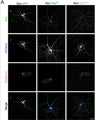 Representative confocal images showing the morphology of DIV21 primary hippocampal neurons over-producing mCherry (blue; circle highlights the complexity in panel 2, i.e. the number of processes that cross the circle is representative of the number of processes per cell) as well as EGFP–DHFR (−MTS; green; top panel) or Su9-EGFP–DHFR (+MTS; green; top panel) in the presence or absence of 100 nM MTX. Axons were stained with ankyrin-G (Cat. 75-146, 1:400; magenta). CC-BY-4.0. PMID:37315917