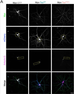 Representative confocal images showing the morphology of DIV21 primary hippocampal neurons over-producing mCherry (blue; circle highlights the complexity in panel 2, i.e. the number of processes that cross the circle is representative of the number of processes per cell) as well as EGFP–DHFR (−MTS; green; top panel) or Su9-EGFP–DHFR (+MTS; green; top panel) in the presence or absence of 100 nM MTX. Axons were stained with ankyrin-G (cat. 75-146, 1:400; magenta). CC-BY-4.0. PMID:37315917