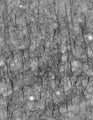 Adult rat cortex immunohistochemistry of axon initial segments.