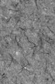 Adult rat thalamus immunohistochemistry of axon initial segments.