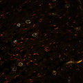 Immunostaining of mouse sliced optic nerve labeling Ankyrin G (Cat. 75-146, orange, 1:125) and Caspr (red). Nuclei are stained with DAPI. Image was taken at the CRL Molecular Imaging Center, RRID:SCR_017852,