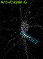 Immunolabeling of mouse cultured neurons identifying axonal segments with the labeling of Ankyrin G (Cat. 75-147). Image in publication. PMID: 39626668. CC-BY-4.0.