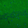 Immunolabeling of mouse hippocampus identifying GKAP (Anti-SAPAP,  Cat no 75-156, green). Nuclear staining done with DAPI. Image kindly provided by Huaye Zhang, Department of Neuroscience and Cell Biology, Rutgers