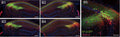 Representative confocal serial sections of hippocampus infected with AAV9/hSyn-Cre & AAV9/EF1α-DIO-EGFP (green) in dCA2 and stained with RGS14 (75-170, 1:500; red). D5 Magnified image of hSyn driven EGFP (green) and RGS14 (75-170, 1:500; red). Image showing no hSyn-EGFP cells and RGS14 overlapping, and EGFP expressed within CA2. Image from publication CC-BY-4.0. PMID:37303064