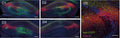 Representative images and quantification of PV+ puncta density in mice CA2/CA3 stratum pyramidale. Top: RGS14+ labeling (Cat. 75-170, 1:400) defines CA2 subfield. Image from publication CC-BY-4.0. PMID:37797581