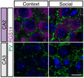 Representative images of GFP expression (GFP) and anti-RGS14 (Cat. 75-170) labeling to localize CA2 from CA3 and CA1 (dotted lines) in naive rat brain. Image from publication CC-BY-4.0. <a href="https://pubmed.ncbi.nlm.nih.gov/37833914/"