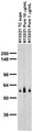 Adult rat brain membrane immunoblot.
