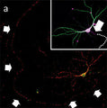 Representative field of view (FOV) for near-simultaneous recording of calcium activity (Fluo-4) and axonal mitochondrial transport (mitoTracker Red) of primary mouse hippocampal neurons in sparse cultures. Arrows mark axonal fiber. Inset: MAP2 (green), AnkG (magenta) and Tau immunolabeling to verify axonal identity and origin. Arrow indicates axon initial segment. Dotted line indicates axonal path. image from publication, CC-BY-4.0. PMID: 39698051.