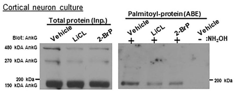 Lysates of rat cortical neurons treated with the indicated compounds were  subjected to ABE to purify palmitoylated proteins. Levels of palmitoyl-AnkG-190 (right blot) and total AnkG (cat. 75-187) expression in parent lysates (left blot bottom blot) were detected with specific antibodies. Exclusion of NH2OH was used as a control for assay specificity. Image from publication CC-BY-4.0. PMID:36969554