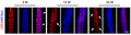 Representative images of EDL muscles of 3 M, 12 M, and 24 M-old mice, whole mount stained with 555-anti-LRP4 (Cat. 75-221, 1:200, red) and NF/Syn (blue). Arrowheads, non-annulospiral axons had no LRP4 expression. Arrows, LRP4 negative annulospiral endings in aged mice.