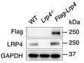 Western blot image of mouse skeletal muscle confirming of expression of Flag-LRP4 (Cat. 75-221, 1:1000). Image from publication CC-BY-4.0. PMID:36765071