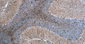 Immunohistochemistry for detection of GFAP in rat cerebellum using anti-GFAP antibody clone N206A/8 (Cat. 75-240) and Streptavidin/Biotin-ABC-Peroxidase Staining Kit (Cat. IH-8106). Tissue was fixed with 4% paraformaldehyde and paraffin embedded. Heat induced antigen retrieval was performed using citrate buffer (Cat. AR-6544) and then blocked with Immuno Protein Blocking Solution with Goat Serum (AR-6591). After washing, the primary antibody (Cat. 75-240) was incubated with the sample at a dilution of 1:500 at 4C overnight. Then the biotinylated goat anti-mouse secondary antibody was incubated with the tissue sample. Detection was made using Streptavidin/Biotin-ABC-Peroxidase Staining Kit (" target="_blank">Cat. IH-8106).