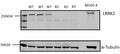 Western blot of cells isolated from the spleen of LRRK2 WT and KO mice showing specific immunolabeling of LRRK2 protein (Cat. 75-253, 1:1000). Anti-Alpha-tubulin and MODE-K lysate were used as controls. The image was kindly provided by Rebecca Pemberton from the Swamy
