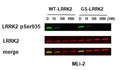Representative western blot of WT-LRRK2 or G2019S-LRRK2 cells treated with DMSO, 10 nM, 100 nM or 1 µM MLi-2 for 2 h and assessed for LRRK2 pSer935 and full-length LRRK2 (Cat. 75-253, 1:5000). Image from publication, CC-BY-4.0. PMID: 38429321.