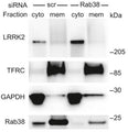 Chemiluminescent immunoblot of endogenous LRRK2 (Cat. 75-253) in cytoplasmic and membrane fractions of B16 melanocytes with Rab38 versus control siRNA knockdown. TFRC and GAPDH are used as
